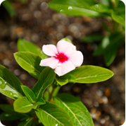 野の花